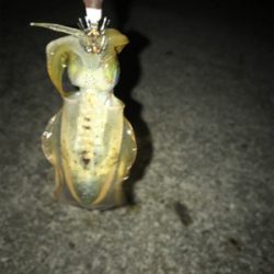 ケンサキは釣れずアオリの新子(^^)