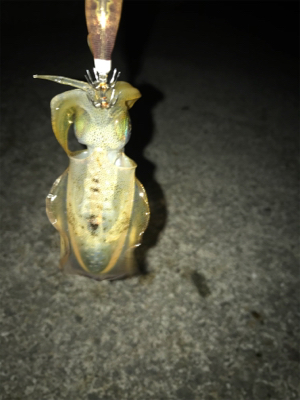 ケンサキは釣れずアオリの新子(^^)