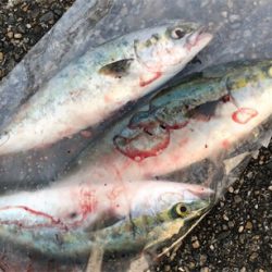 朝練ツバッシング