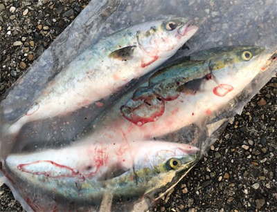 朝練ツバッシング