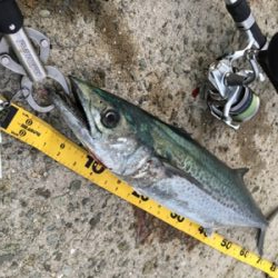 ビッグバッカー鰆カスタム