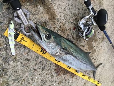 ビッグバッカー鰆カスタム