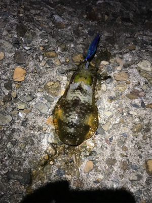 アオリイカ新子