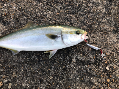 高砂の朝は熱い!