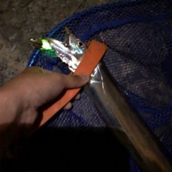 念願のタチウオ！