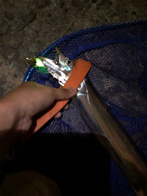 念願のタチウオ！