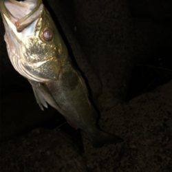 涼しくなったので