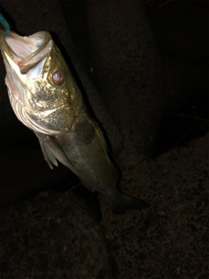 涼しくなったので