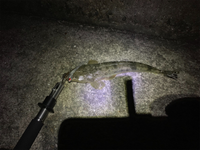 見事な程にバラシ