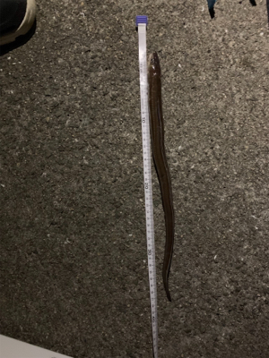 夜のアナゴ釣り