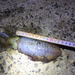 プチ地合いは突然に*\(^o^)/*