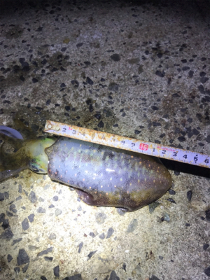 プチ地合いは突然に*\(^o^)/*