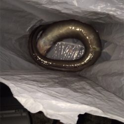 想像してなかったヤツが釣れました