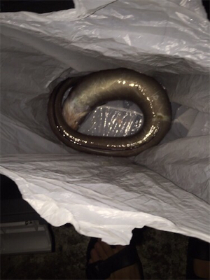 想像してなかったヤツが釣れました