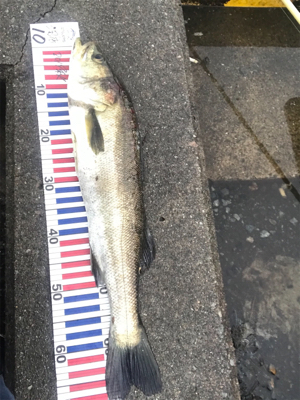 スズキ、チヌ釣行