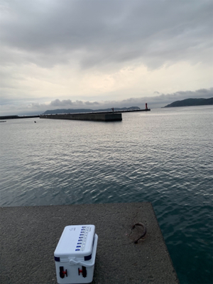 青物不調からのエギング