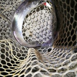 やっと太刀魚シーズンです