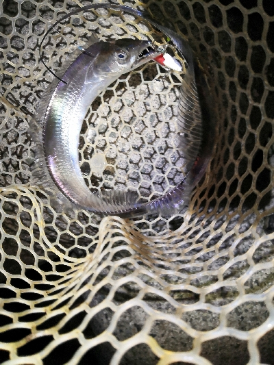 やっと太刀魚シーズンです