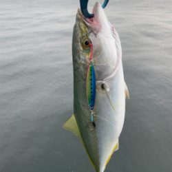 爆釣ツバス〜ハマチ♫