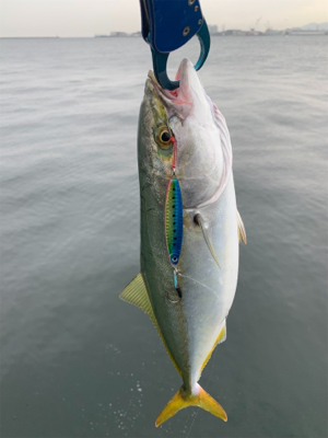 爆釣ツバス〜ハマチ♫