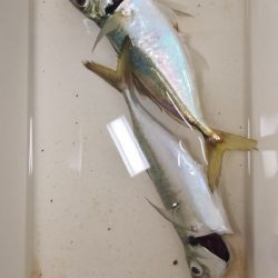 アジング練習17