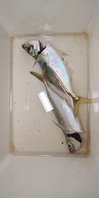 アジング練習17