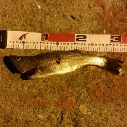 開始早々セイゴ