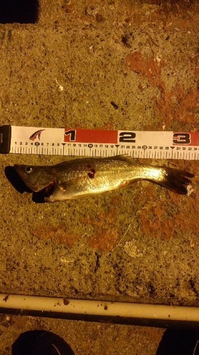 開始早々セイゴ