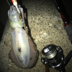 連日アオリGET (^^)/