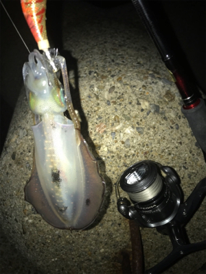 連日アオリGET (^^)/