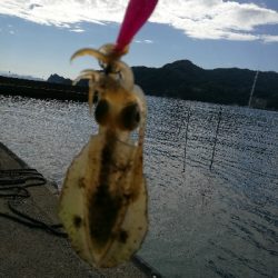 アオリイカ調査