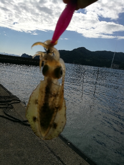 アオリイカ調査