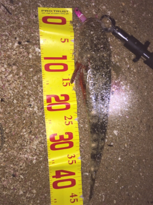 サーフフィッシング