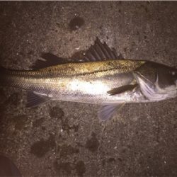 渋いシーバスゲーム