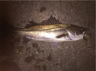 渋いシーバスゲーム