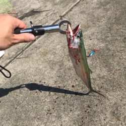 久々のショアジギング