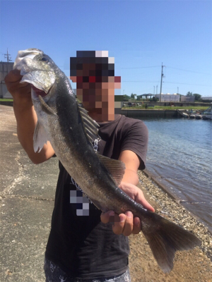 たまたまシーバス