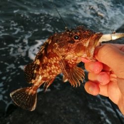 スリリングなイナダ