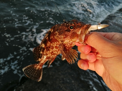 スリリングなイナダ
