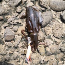 嫁の実家帰りついでに。