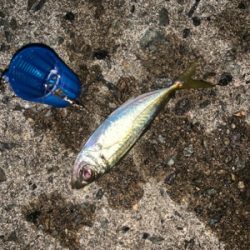 小アジの泳がせでアコウ