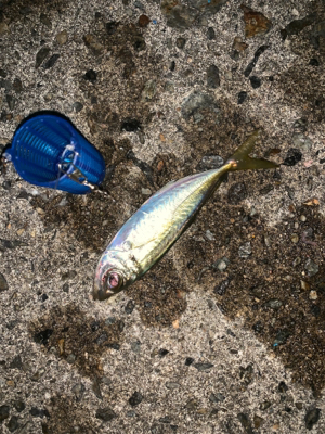 小アジの泳がせでアコウ