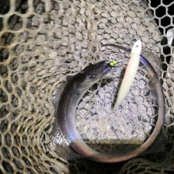 太刀魚釣り本番か?