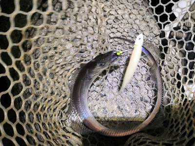 太刀魚釣り本番か?