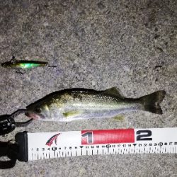 ナイトシーバス