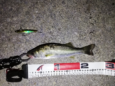 ナイトシーバス