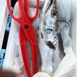 タチウオがやってきた！