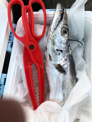 タチウオがやってきた！