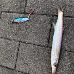 タチウオ解禁⁈