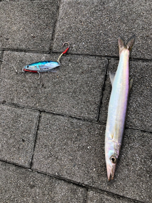 タチウオ解禁⁈